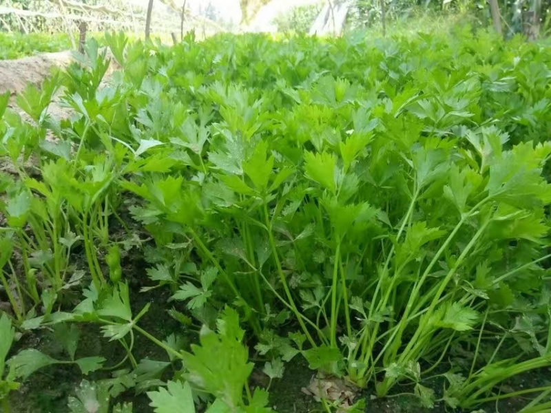 精品法国皇后芹菜苗，根系粗壮，成活率高，产地上市中，