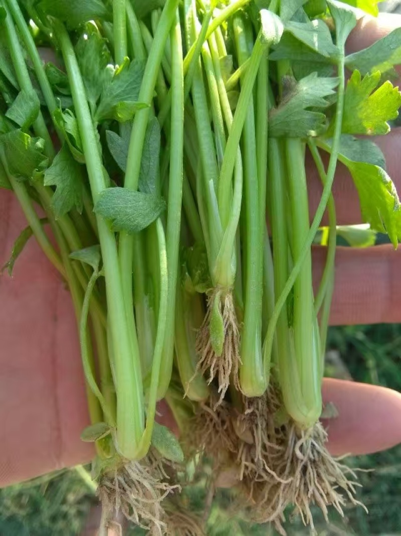精品法国皇后芹菜苗，根系粗壮，成活率高，产地上市中，