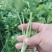 精品法国皇后芹菜苗，根系粗壮，成活率高，产地上市中，