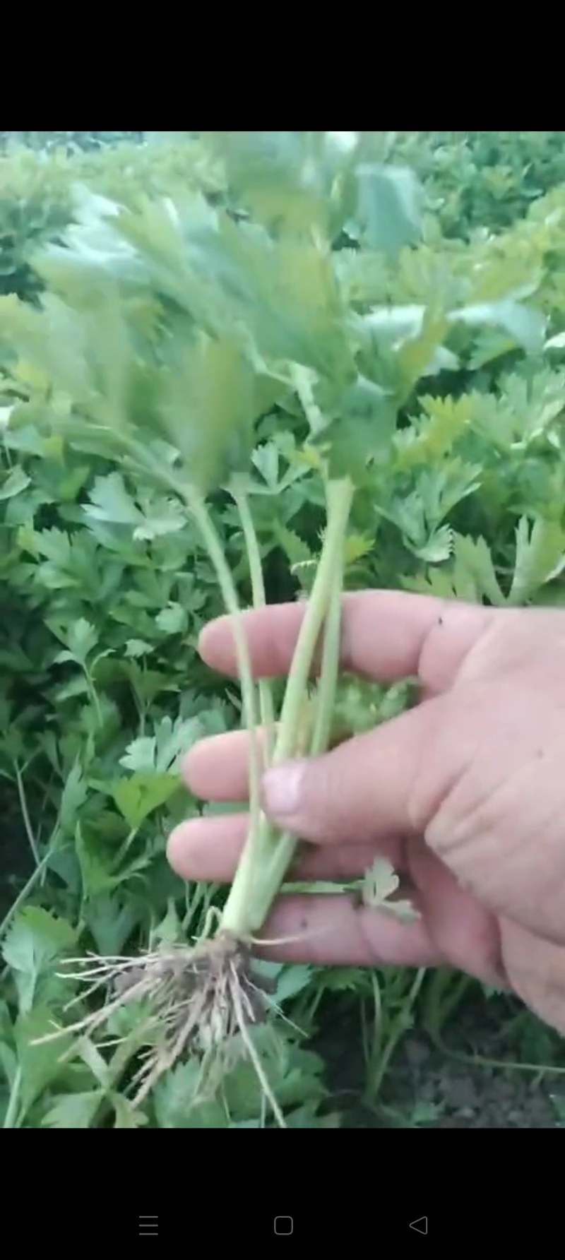 精品法国皇后芹菜苗，根系粗壮，成活率高，产地上市中，