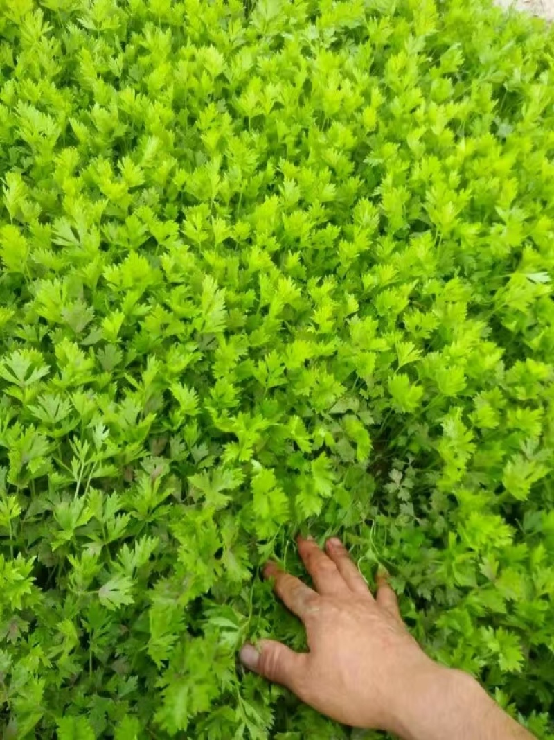 精品法国皇后芹菜苗，根系粗壮，成活率高，产地上市中，