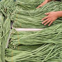 青条豆角白条安徽长豇豆货源稳定代收代加工