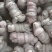 山东精品无油羊捆肠，规格齐全，货量足，一手货源，全国发货