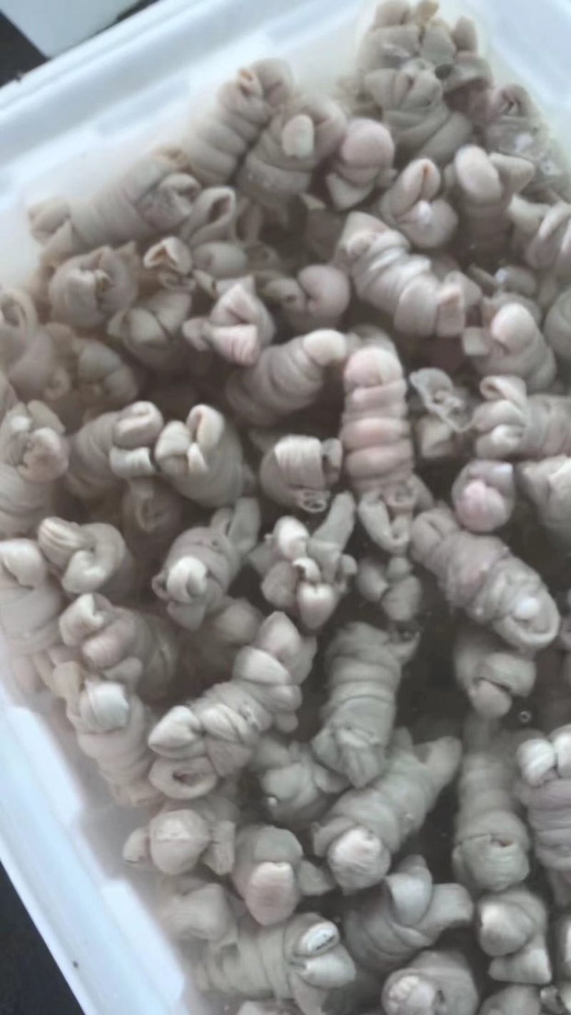 山东精品无油羊捆肠，规格齐全，货量足，一手货源，全国发货