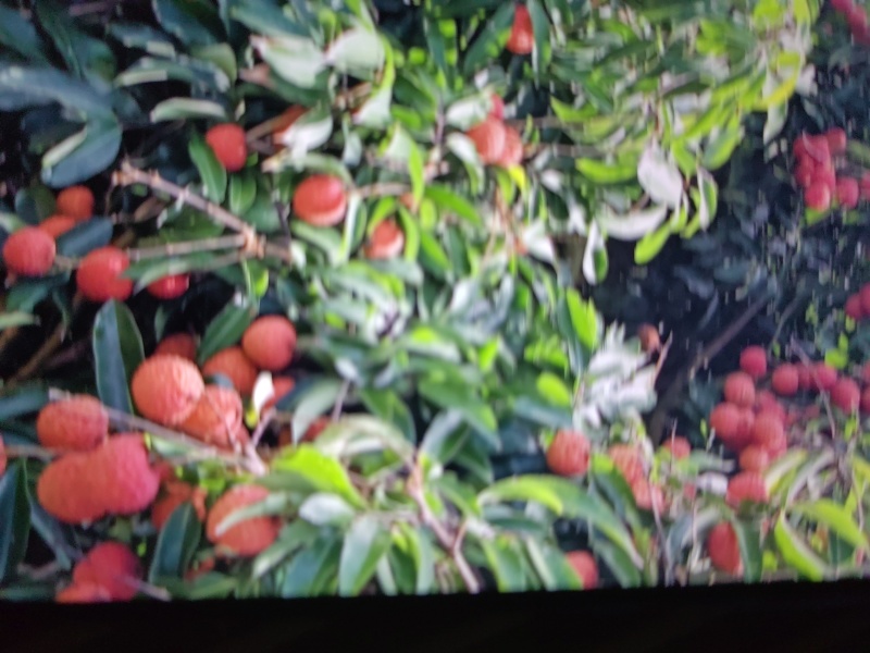 黑叶荔枝快上市了