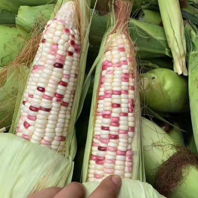 【推荐】江苏精品花糯玉米万亩基地大量上市货源充足电联