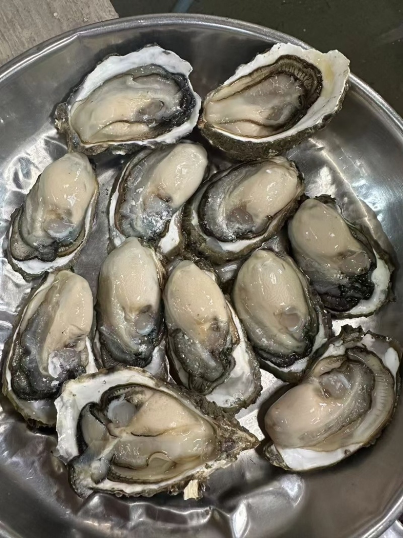 广东潮汕生蚝批发，鲜活肥美，量大价优