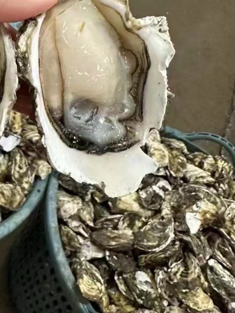 广东潮汕生蚝批发，鲜活肥美，量大价优