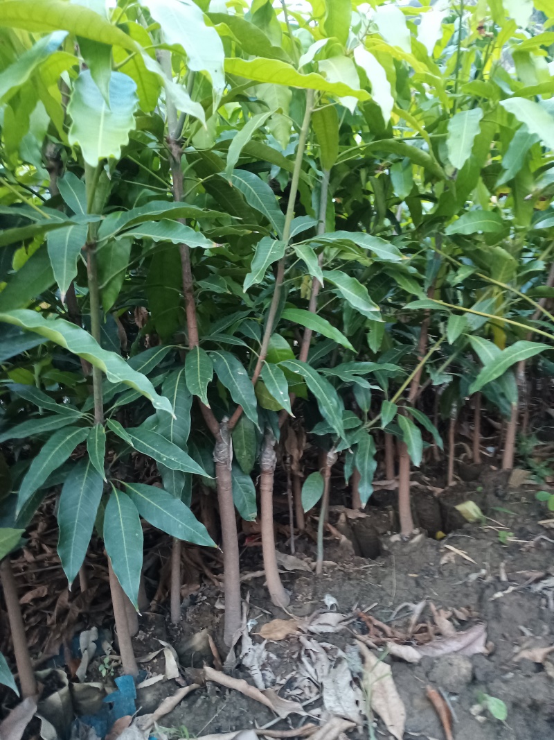 芒果苗1m以下