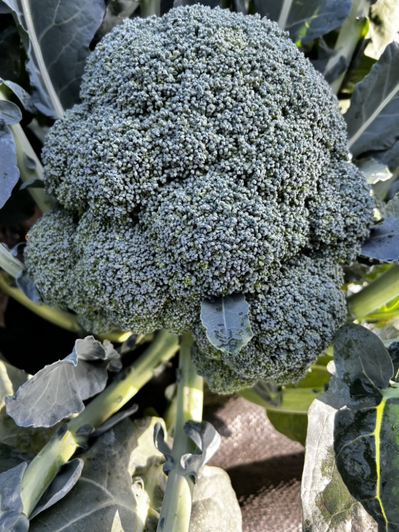 神良2号10g西兰花种子耐热耐寒绿菜花70天花菜蔬菜