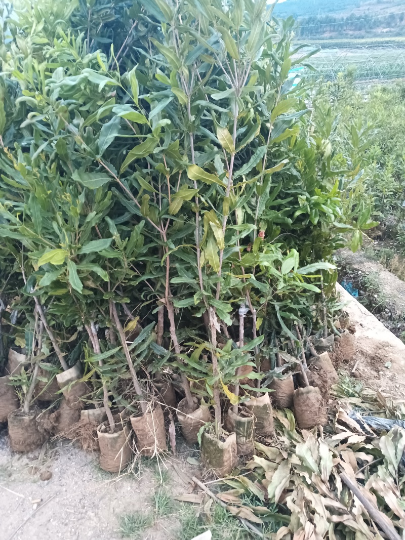 坚果苗，（夏威夷果苗）