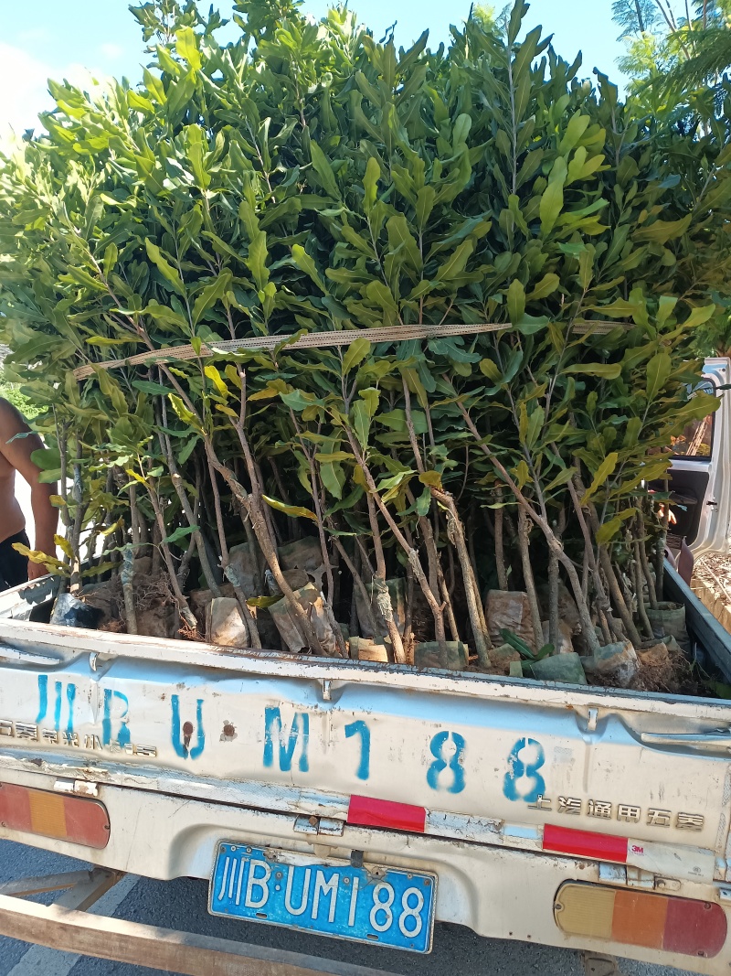 坚果苗，（夏威夷果苗）