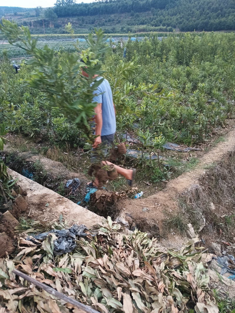 坚果苗，（夏威夷果苗）