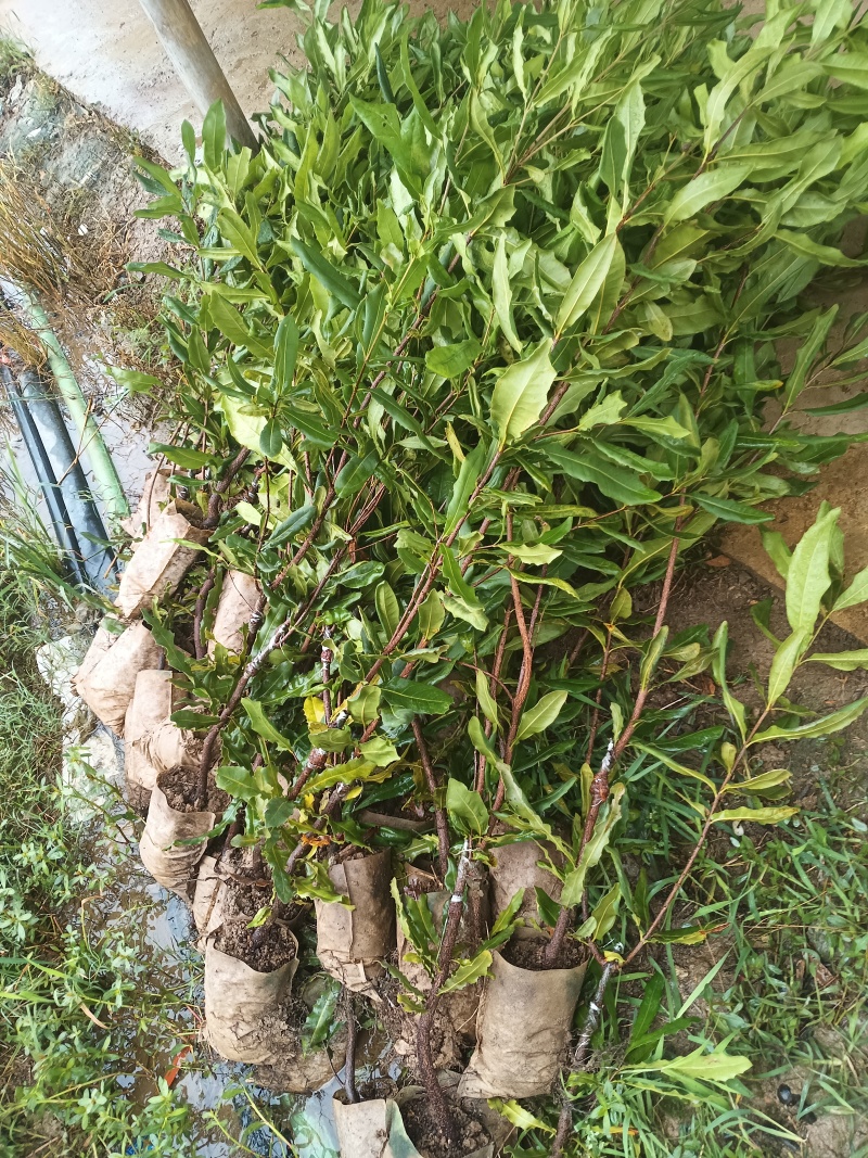 坚果苗，（夏威夷果苗）