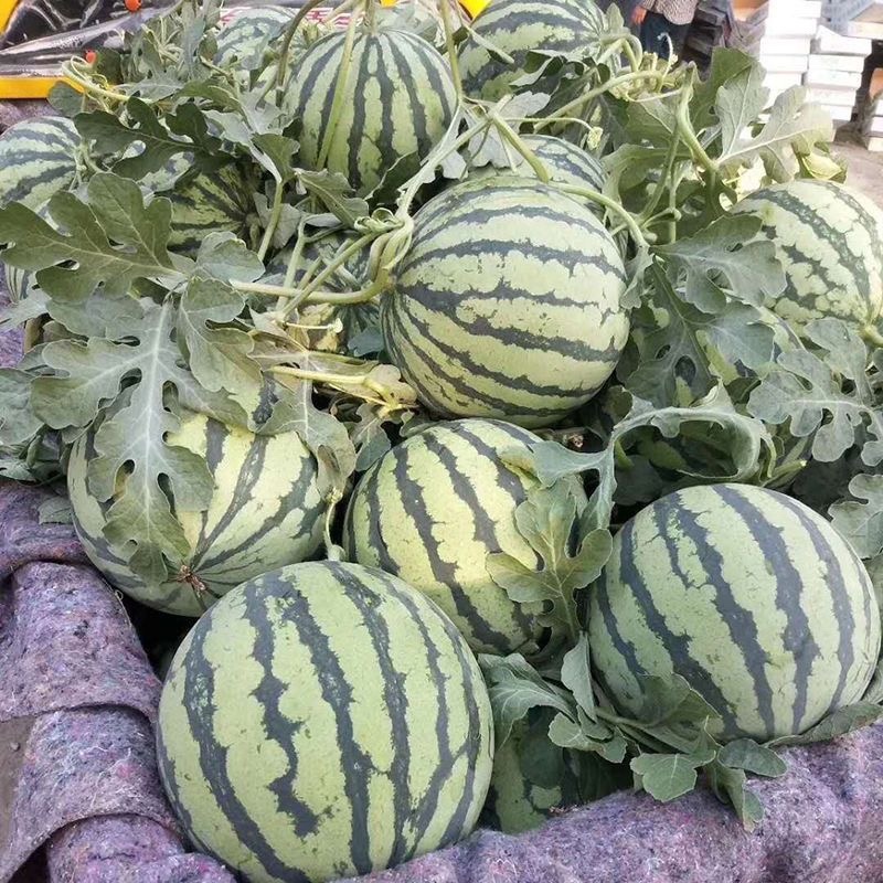 【精选】彭州精品美都西瓜有籽和无籽皮薄多汁大量上市