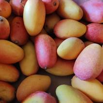 自己家的芒果，有几个品种？红贵妃椰香凯特芒，金煌芒果