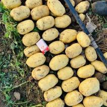 土豆，沃土黄皮黄心土豆大量上市全国发货对接电商商超