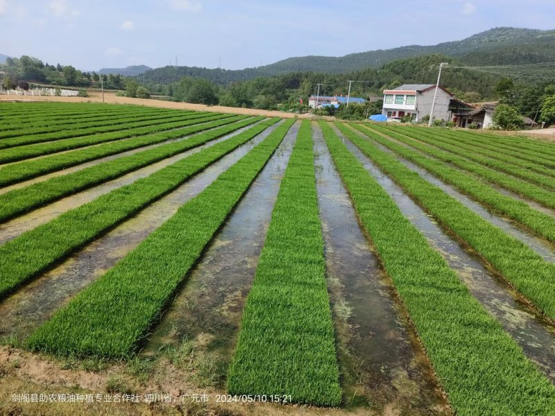 水稻秧苗（宜香优2115）