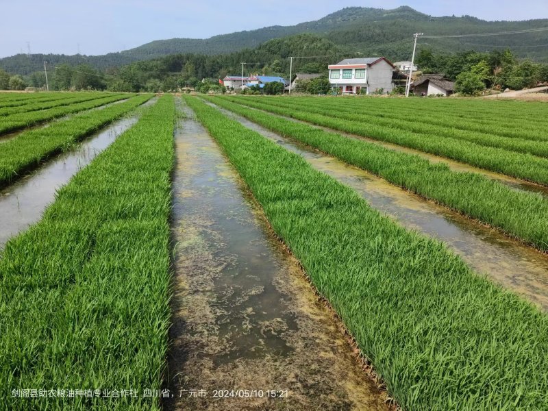 水稻秧苗（宜香优2115）