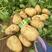 辽宁绥中沃土，中暑，实验一黄皮黄心土豆大量上市了个大型好