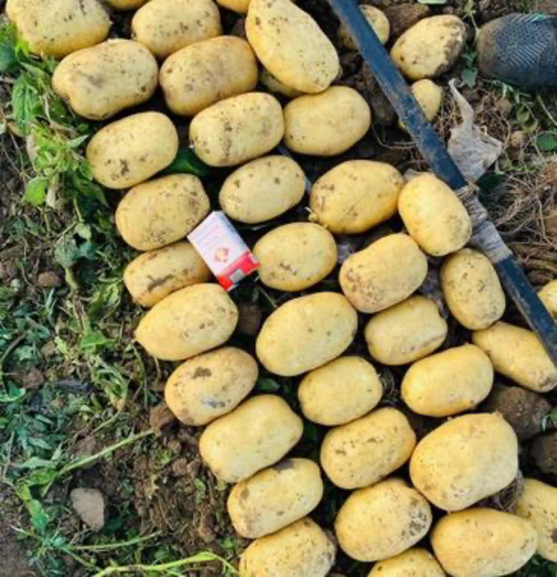 辽宁绥中沃土，中暑，实验一黄皮黄心土豆大量上市了个大型好