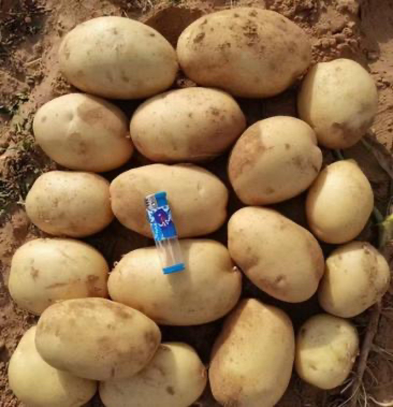 【推荐】精品辽宁绥中山地中暑土豆大量上市产地直发可视频看货