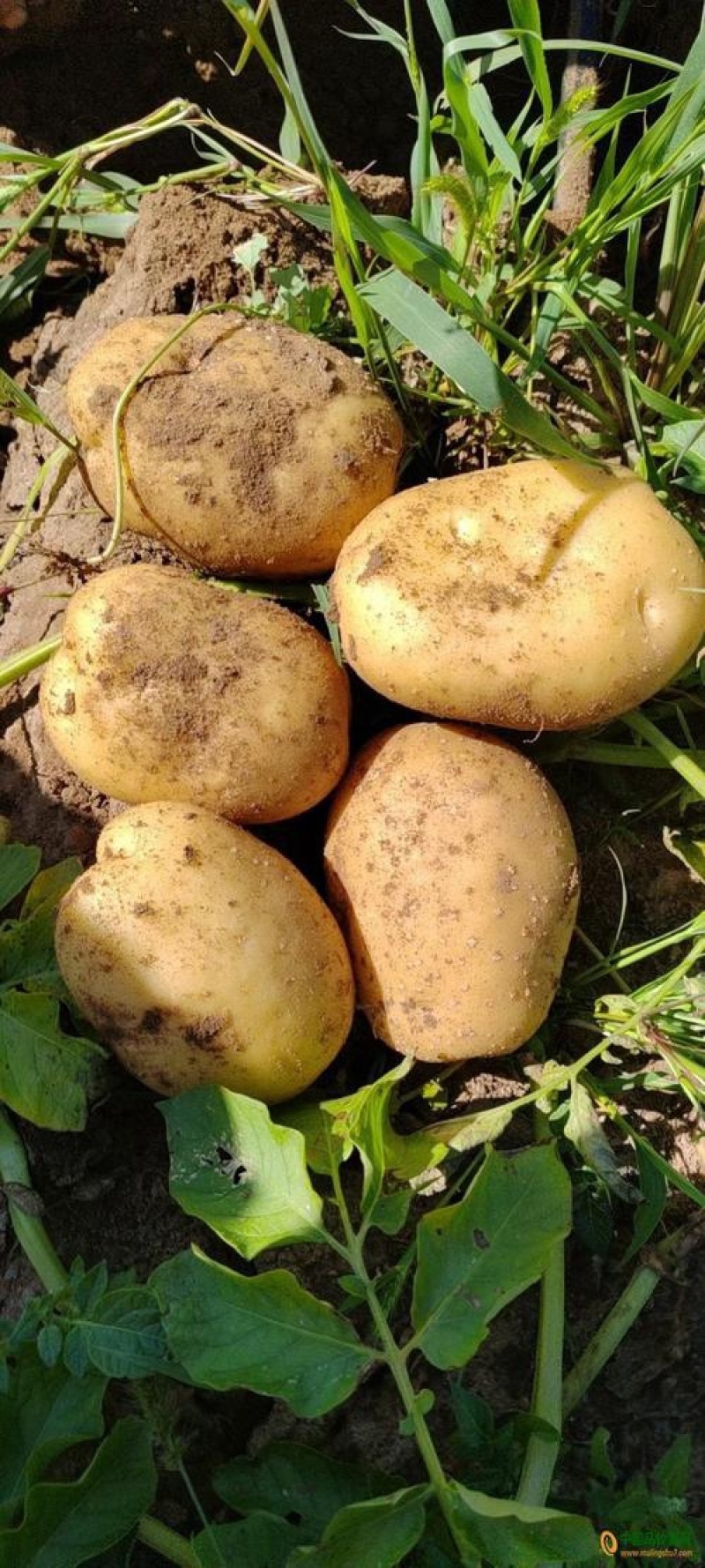 【推荐】精品辽宁绥中山地中暑土豆大量上市产地直发可视频看货