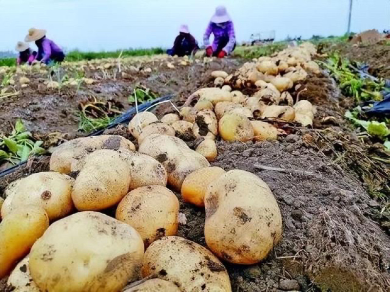 【推荐】精品辽宁绥中山地中暑土豆大量上市产地直发可视频看货