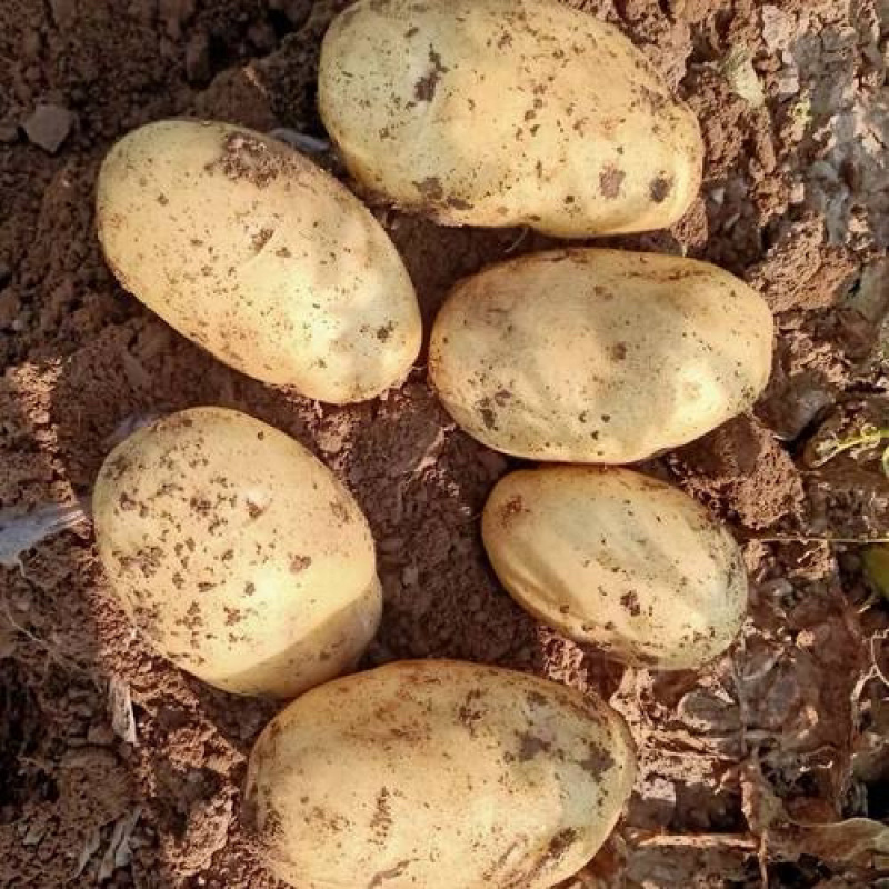【推荐】精品辽宁绥中山地中暑土豆大量上市产地直发可视频看货