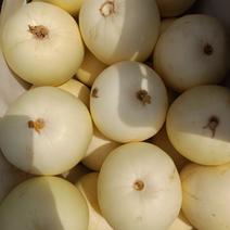安徽砀山精品白沙蜜，绿宝各种小瓜。欢迎前来抢购。一手货