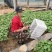维多利亚营养杯苗，三叶一心，根糸发达，全国发货