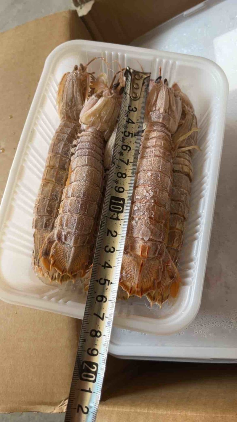 熟冻大公皮皮虾虾姑满肉虾婆