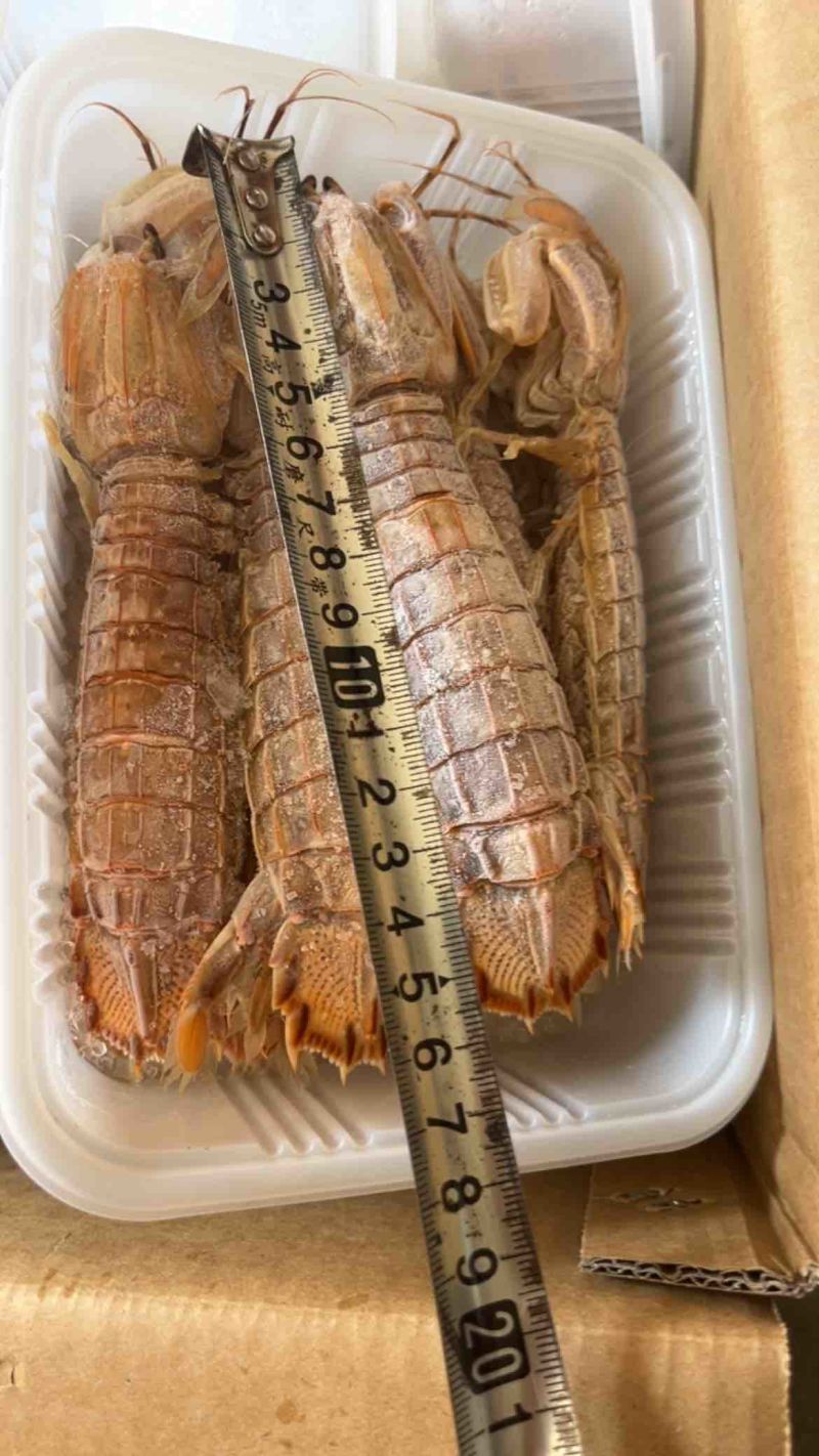 熟冻大公皮皮虾虾姑满肉虾婆