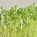 《精选》豌豆苗供应四川省内商超、社区团购、学校食堂饭店