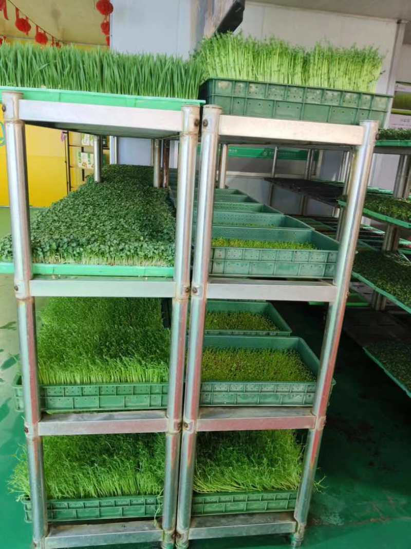 《精选》豌豆苗供应四川省内商超、社区团购、学校食堂饭店