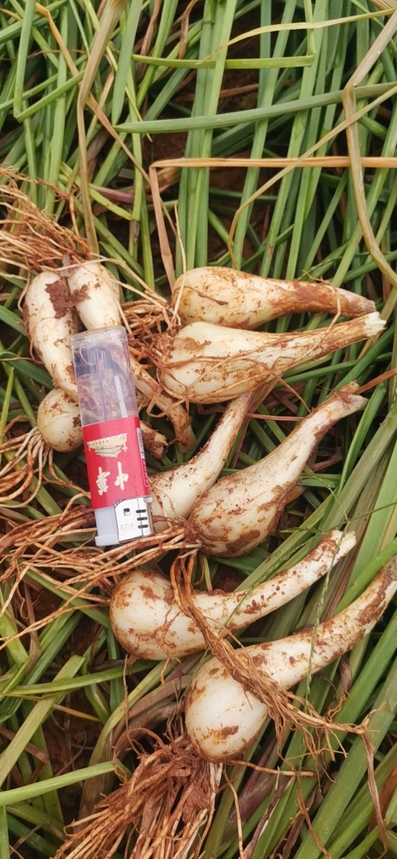 精品牛腿藠，生米藠本地一手货，做种子最好的选择，量大从优