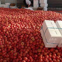 太谷区万亩硬粉西红柿大量上市
