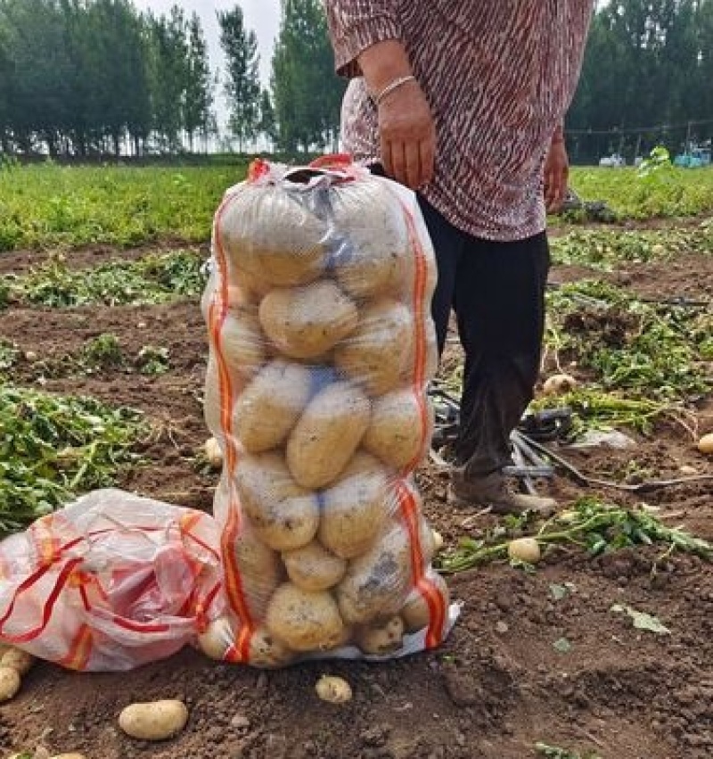 《给钱就卖》沃土五号农户自己种植规格齐全随到随装