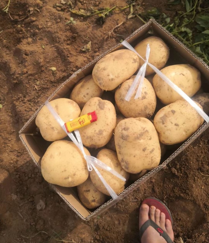 《给钱就卖》沃土五号农户自己种植规格齐全随到随装