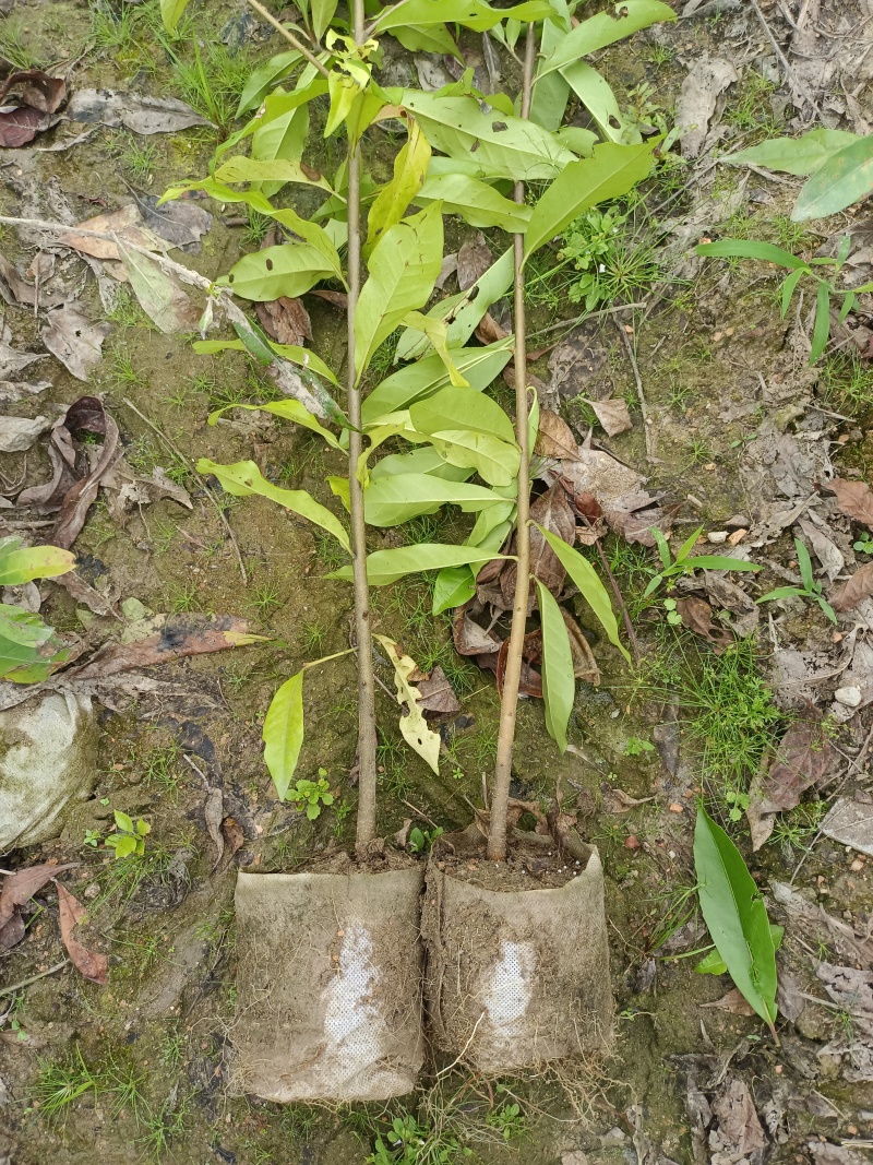 木荷造林防火苗地径0.8以上高80以上，袋苗裸根苗