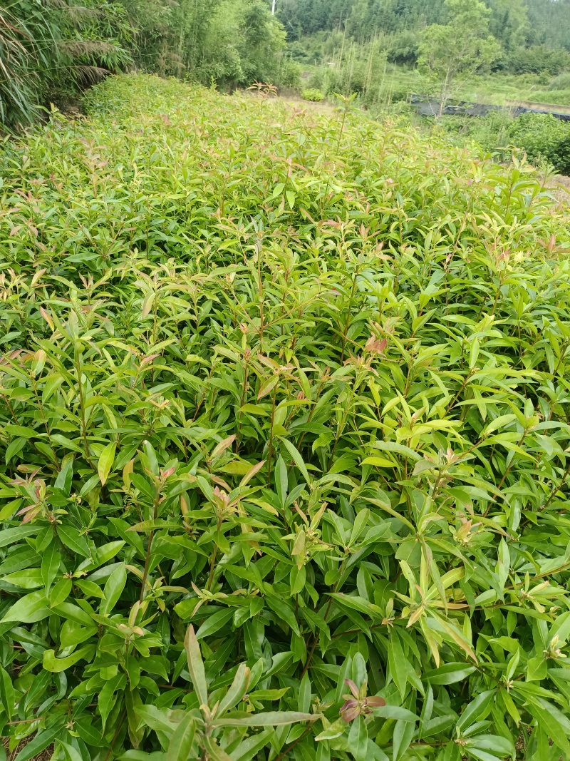 木荷造林防火苗地径0.8以上高80以上，袋苗裸根苗