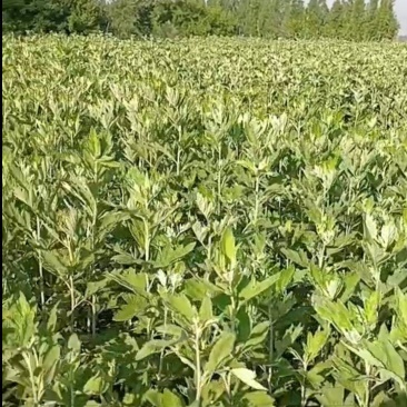 端午节新鲜艾草，可以定制规格！