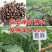新货正品蓖麻子蓖麻籽野生蓖麻子中药材蓖麻仁蓖麻种子