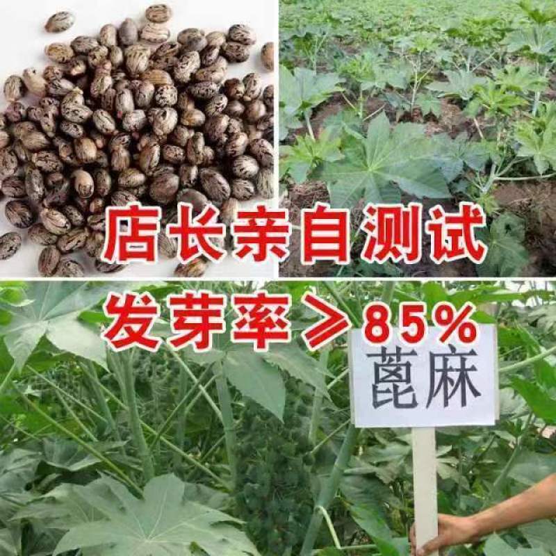 新货正品蓖麻子蓖麻籽野生蓖麻子中药材蓖麻仁蓖麻种子