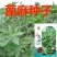 新货正品蓖麻子蓖麻籽野生蓖麻子中药材蓖麻仁蓖麻种子