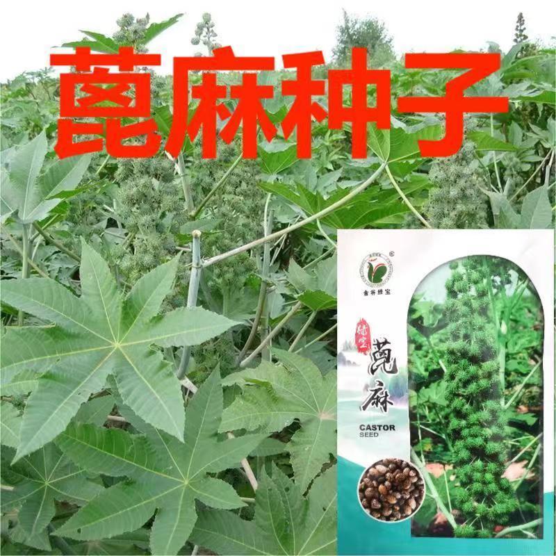 新货正品蓖麻子蓖麻籽野生蓖麻子中药材蓖麻仁蓖麻种子