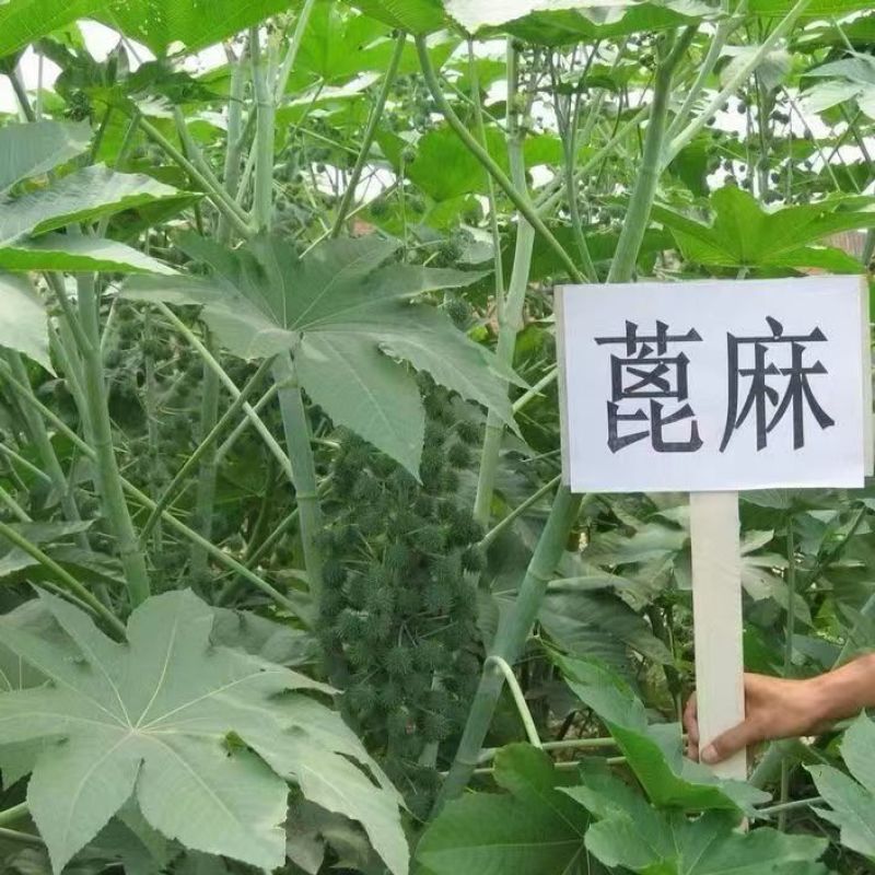 新货正品蓖麻子蓖麻籽野生蓖麻子中药材蓖麻仁蓖麻种子