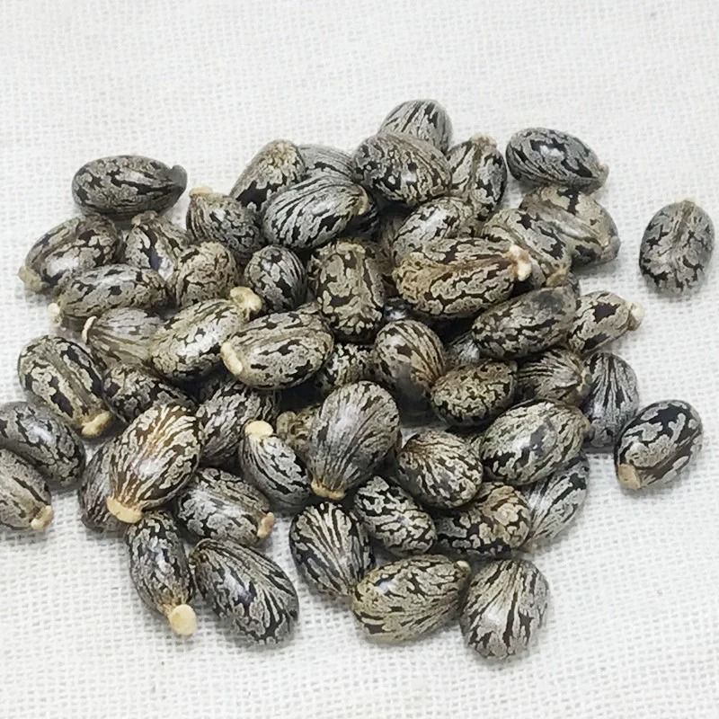 新货正品蓖麻子蓖麻籽野生蓖麻子中药材蓖麻仁蓖麻种子