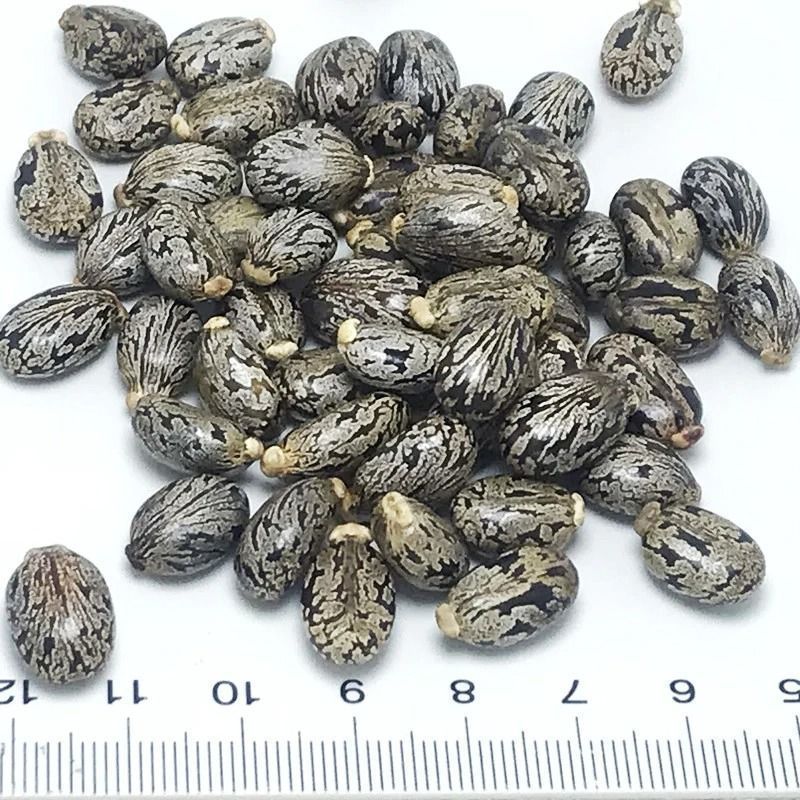 新货正品蓖麻子蓖麻籽野生蓖麻子中药材蓖麻仁蓖麻种子