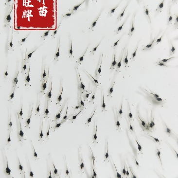 南美白对虾苗基围虾苗快大一代苗可淡化厂家直销
